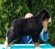 Batajnica - Stenci bernskog planinskog psa na prodaju